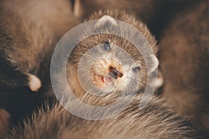 Pretty ferret babies posing on background for portrait in studio