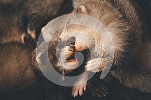 Pretty ferret babies posing on background for portrait in studio