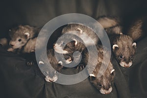 Pretty ferret babies posing on background for portrait in studio