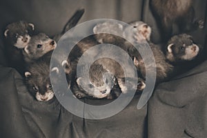 Pretty ferret babies posing on background for portrait in studio