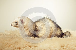 Nice light color ferret female posing in studio