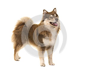 Pretty Finnish lapphund standing looking away isolated on a whit