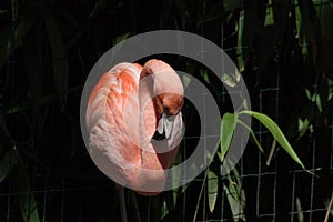 Pretty flamingo preens and poses