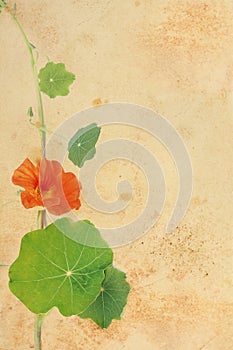 Pretty floral grungy background with nasturtium