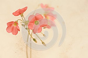 Pretty floral grungy background with pink flowers