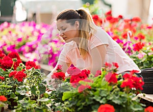 Pretty florists woman working with blooming flowers at a greenhouse