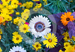 Pretty flower bed with many colourful flowers in full flower