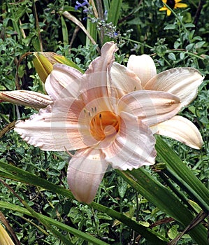 A pretty flower the day lily in bloom