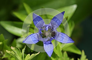The pretty flower of a Gentian plant growing in a garden in the UK.