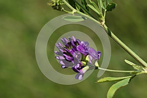 The pretty flower of a Lucerne, Medicago sativa subsp, growing in a meadow in the UK.