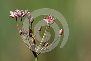A stunning Flowering Rush Butomus umbellatus growing at the edge of a pond.
