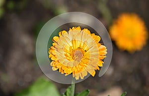 Pretty Flowering Tickseed Blossom in a Garden