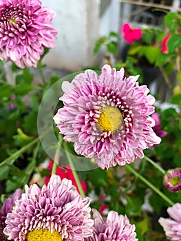 Pretty flowers!! Beautiful chrysanthemum ornamental plant