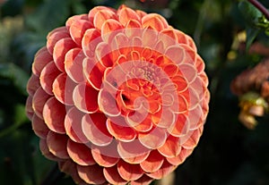 Pretty flowers Dahlia Ball growing in the garden