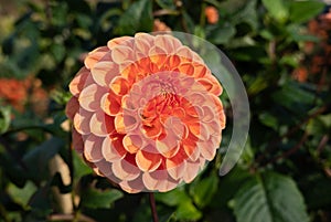 Pretty flowers Dahlia Ball growing in the garden