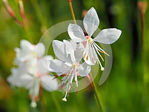 Pretty flowers of Gaura lindheimeri Sparkle White