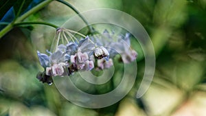 The flowers of the swan plant, the food plant for the monarch butterfly caterpillar