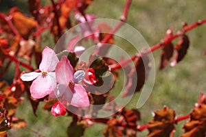 Pretty flowers on a tree photo