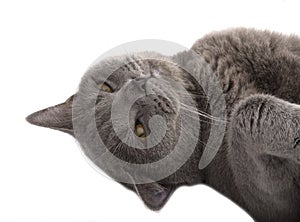 Pretty fluffy blue gray british cat isolated on the white