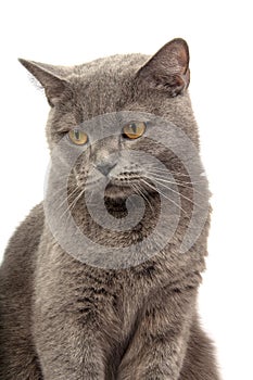 Pretty fluffy blue gray british cat isolated on the white