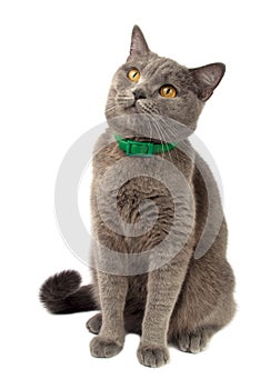 Pretty fluffy blue gray british cat isolated on the white. Good choice for advertising