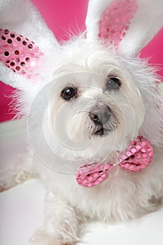 Pretty fluffy white dog in fancy bunny costume