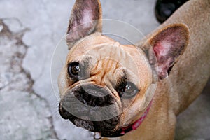 Pretty French Bulldog dog