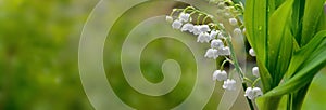 pretty fresh lily of valley blooming and covered with drop