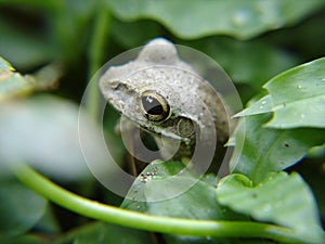 Pretty frog peeking through leaves