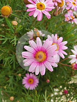 Pretty fucsia and pink with yellow center Garden Pyrethrum flower
