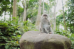 Pretty funny monkey