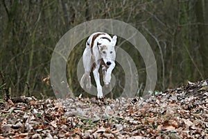 a Pretty galgo runs across a leaf-covered ground in the autumn forest