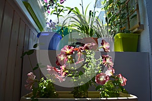 Pretty garden on the balcony. Bright colorful flowers of petunia in container and other plants in flowerpots. Cute design