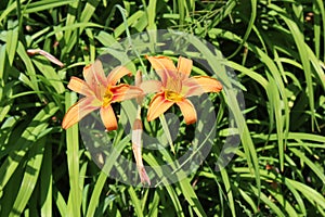 Pretty garden with tall green blades of leaves on plants filled with bright tiger lily flowers