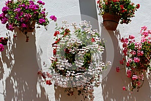 Pretty geraniums in pots against a whitewashed wall, Ronda, Spain.