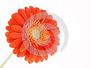 Pretty gerbera