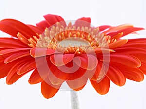 Pretty gerbera