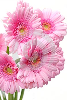 Pretty gerbera flowers