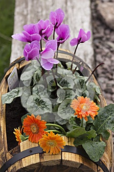 Pretty gerbera flowers