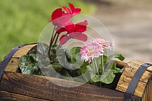 Pretty gerbera flowers