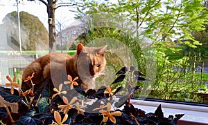 Pretty ginger cat