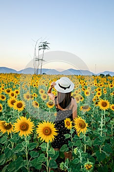 Pretty girl standing in background of sunflower field during sunset light.