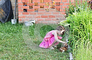 A pretty girl toddler stroking small chihuahua dog outdoors. Love, care for pet concept. Copy space