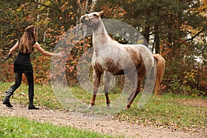 Pretty girl working with horse, natural horsemanship