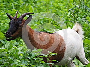 A pretty goat in the field eating fresh grass, mellid, la coruÃÂ±a, spain, europe photo