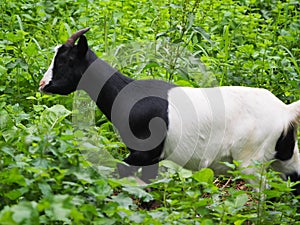 A pretty goat in the field, Mellid, La CoruÃÂ±a, Spain, Europe photo
