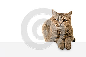 Pretty gold tabby british shorthair cat looking at the camera seen from the front isolated on a white background lying on a white