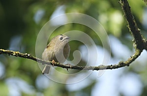 A pretty Goldcrest Regulus regulus perching on a branch in a tree. It is hunting for insects to eat.