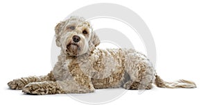 Pretty golden adult Labradoodle dog, isolated on white background