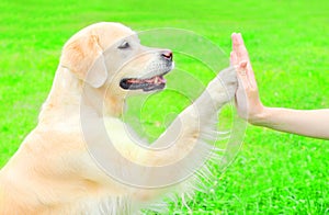 Pretty Golden Retriever dog on the grass in park, giving paw